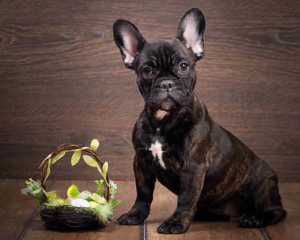 bulldog easter basket