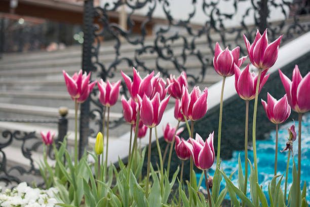 istock Pink tulips in nature in spring 519752366