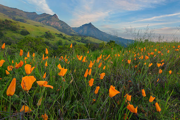 Contea Di San Benito Foto e Immagini Stock iStock