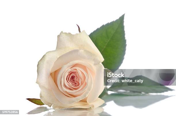 Photo libre de droit de Une Belle Rose Blanche Située Sur Un Fond Blanc  banque d'images et plus d'images libres de droit de Amour - Amour, Arbre en  fleurs, Beauté - iStock