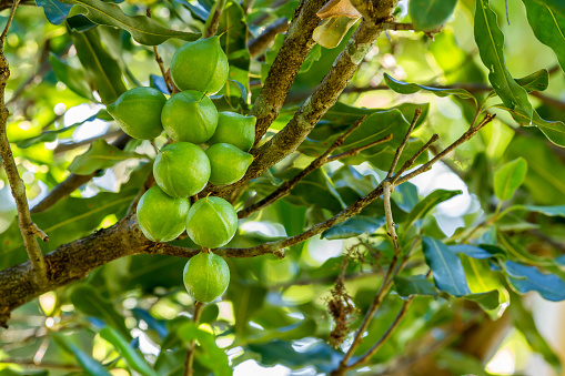 Cluster of fresh macadamia nuts hanging on its tree
