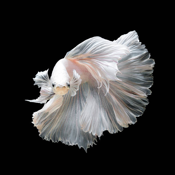 White platinum Betta fish or Siamese fighting fish Close up of white platinum Betta fish or Siamese fighting fish in movement isolated on black background. siamese fighting fish stock pictures, royalty-free photos & images