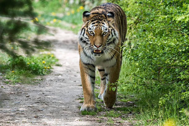 istock Siberian tiger ready to attack looking at you 519753350