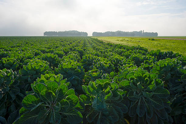 istock Brussels sprout growing in a field at fall 519753477
