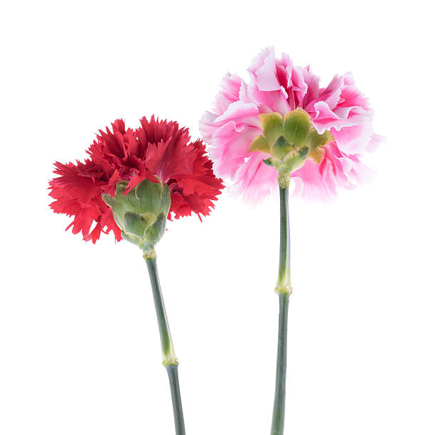 istock Blooming beautiful red and pink flowers 519753524
