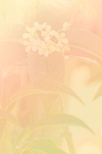istock Sweet osmanthus flowers 519753628