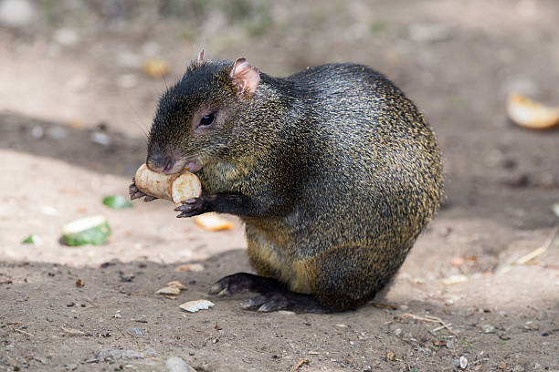 агути aguti крупным планом портрет - agouti стоковые фото и изображения