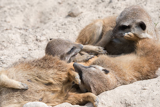 istock african meerkats looking at you 519753730