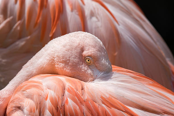 istock pink flamingo close up portrait 519753766