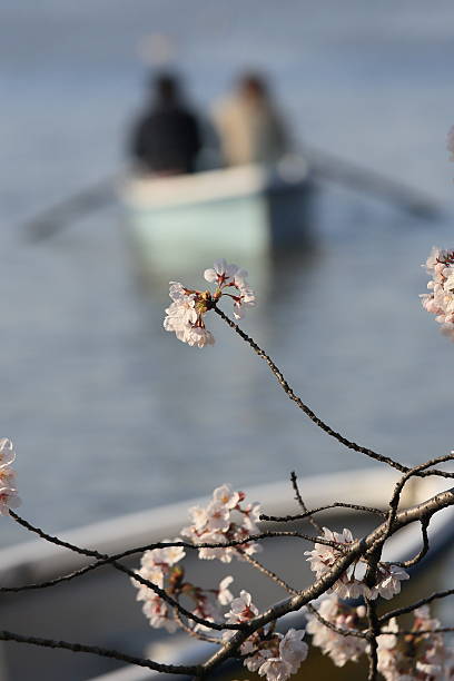 istock cherry blossoms and lovers in japan 519756276