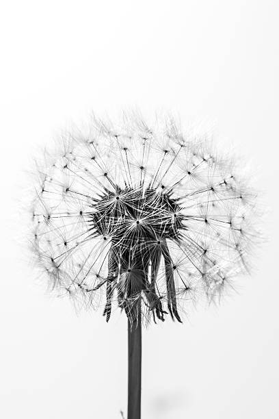 istock black and white close up of a beautiful dandelion 519756366
