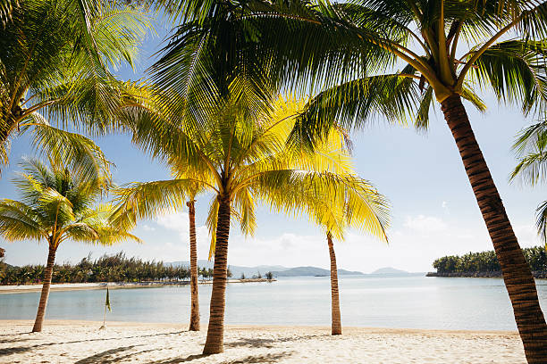 istock beach resort with palms tropical 519756418