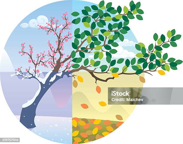 Cycle Des Saisons Vecteurs libres de droits et plus d'images vectorielles de Les 4 saisons - Les 4 saisons, Saison, Changement