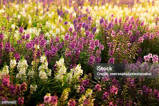 Lupins Flower Blooming In The Sunset Stock Photo - Download Image Now - Blue, Day, Flower Head
