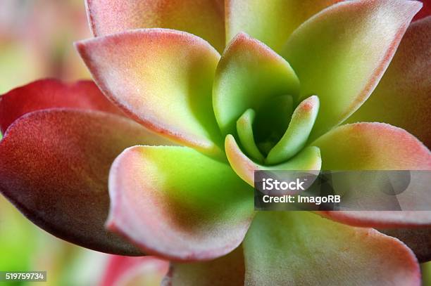 Red And Green Leaves Of Succulent Plant Sempervivum Selective Focus Stock Photo - Download Image Now