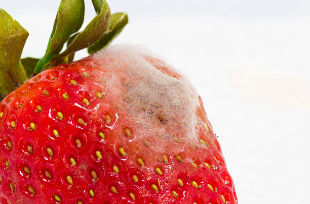 istock strawberry with mold fungus 519760166