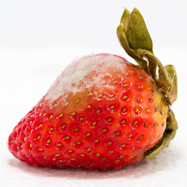 istock strawberry with mold fungus 519760486