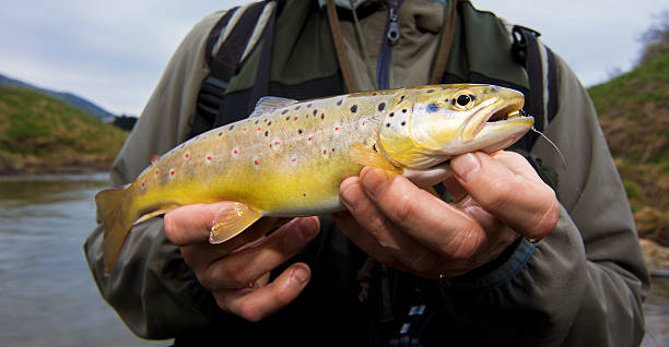 truta marisca - fly fishing trout brown trout fishing imagens e fotografias de stock