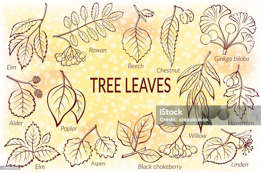 Ensemble de feuilles de plantes Pictogram - clipart vectoriel de Hêtre libre de droits