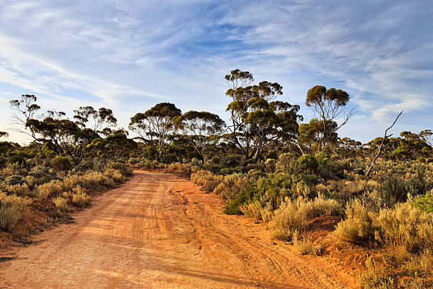 WA Balladonia Outback lit trail Remote unsealed road in outback Australia at sunset lit by warm sun.Gum trees and bushes are native plants in Western Australia. australian bush stock pictures, royalty-free photos & images