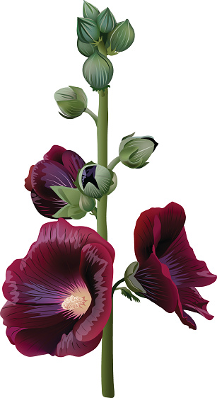 Realistic illustration of claret mallow (alcea) isolated on white background. Flowers with stem and buds