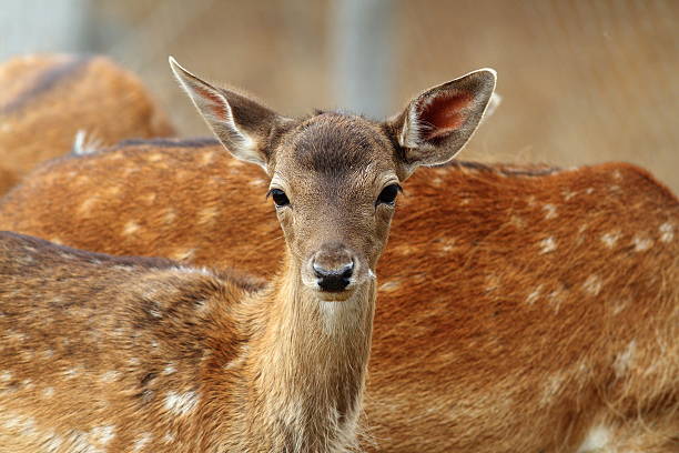 damhirsch kalbsleder neugierig gesicht - fallow deer fawn deer fallow field stock-fotos und bilder