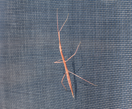 Parabacillus hesperus -- Western Short-horned Walking Stick Insect on Screen