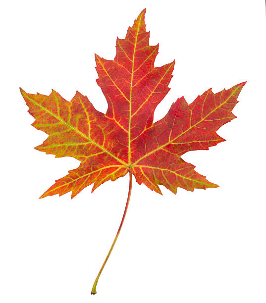 istock Closeup of brightly colored autumn leaf isolated colorful white background 519765777