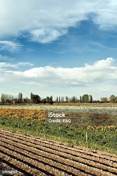 Flower Production Stock Photo - Download Image Now - Agricultural Field, Farm, Field Marigold