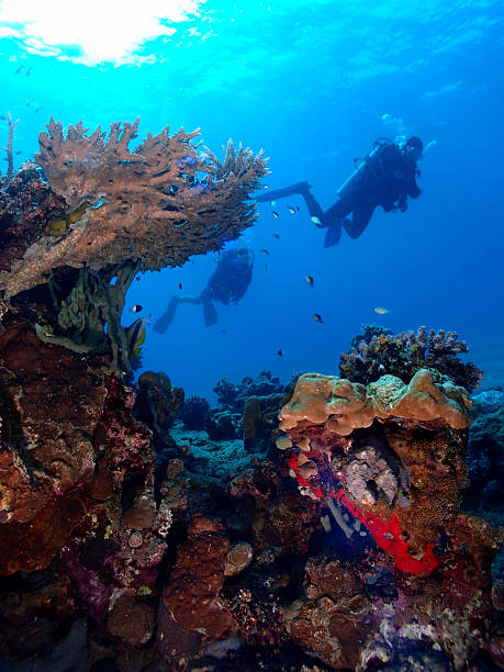 istock Coral reef with scuba divers in silhouette 519766711