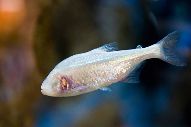astyanax fasciatus mexicanus-관찰장소 캐이브 고기잡이 - tetra fish 뉴스 사진 이미지