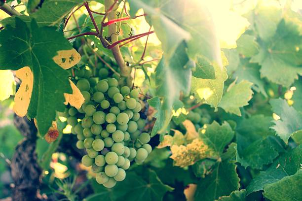 istock Grapes in the vineyard at sunset 519767971