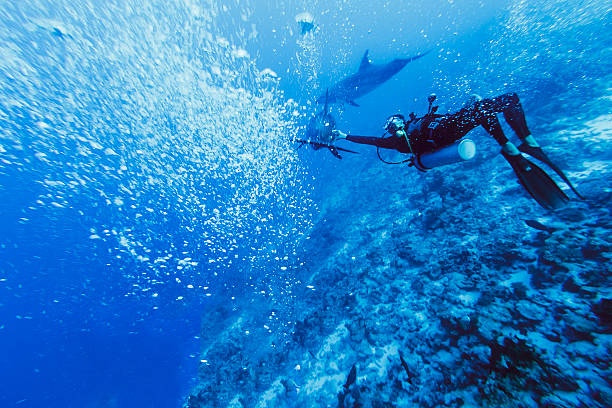 istock Scuba Diver Reaching Out to Touch Dolphin 519768133