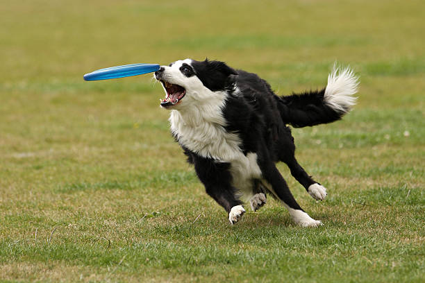 istock Dog has almost caught the frisbee 519768979