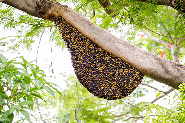 Sciame di api da miele aggrappa di un albero - foto stock