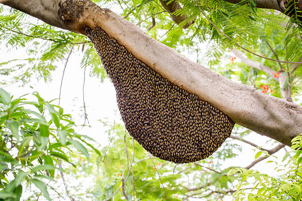 Cтоковое фото Рой honey bees цепляние за дерево