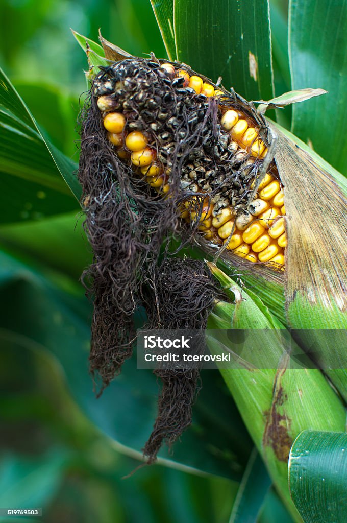 An ear of corn remains on the stalk with mold An ear of corn remains on the stalk with mold and rot forming. Brown Stock Photo