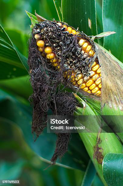 An Ear Of Corn Remains On The Stalk With Mold Stock Photo - Download Image Now - Brown, Cereal Plant, Corn - Crop