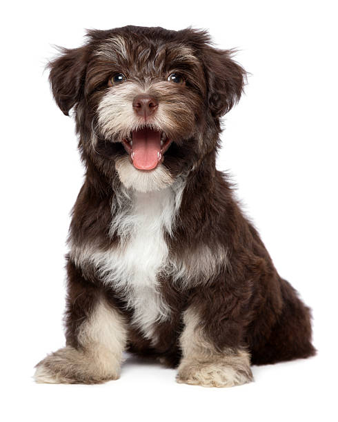 istock Funny laughing chocholate havanese puppy dog 519770625