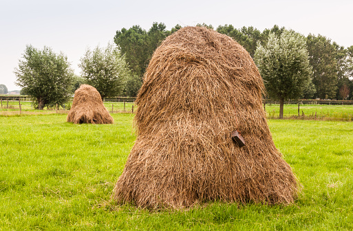 Piled hay in the Netherlands on an old fashioned way.