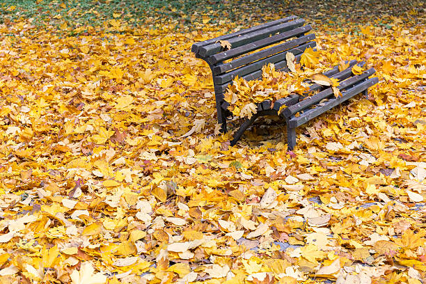istock Bench in the park in autumn season 519771061