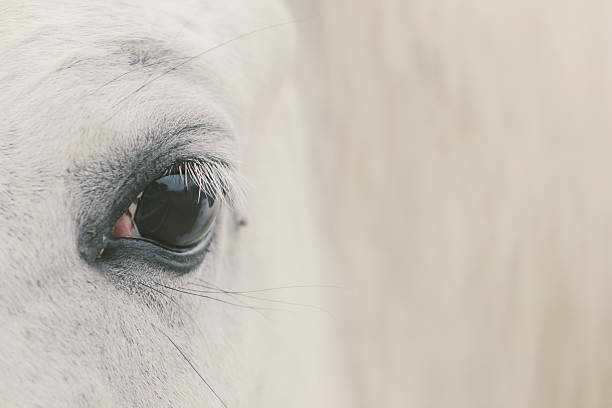istock White horse eye close up 519778232