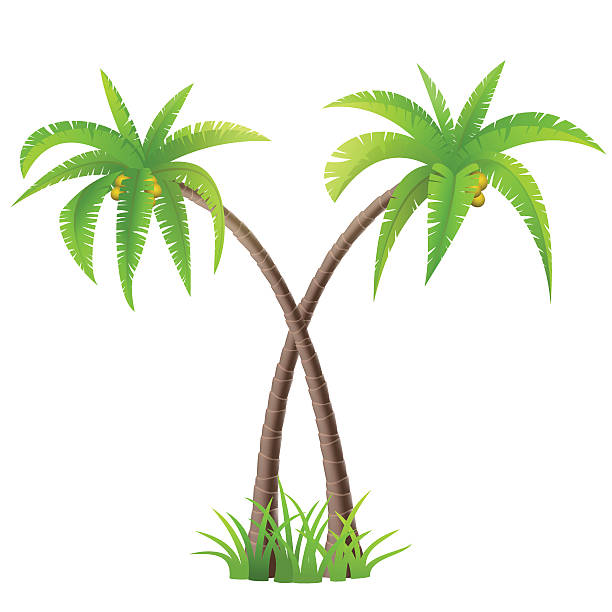 Coconut Palm Trees Stock Illustration - Download Image Now - Abstract, Coconut Palm Tree, Cut Out - iStock Coconut Palm Trees Stock Illustration - Download Image Now - Abstract, Coconut Palm Tree, Cut Out - iStock