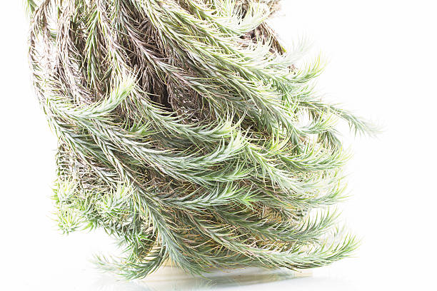 istock Air root plant on wood on white background 519780668