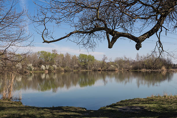 istock Lake and a forest in the spring 519781190