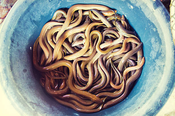 Fresh Eel on a Market in Cambodia