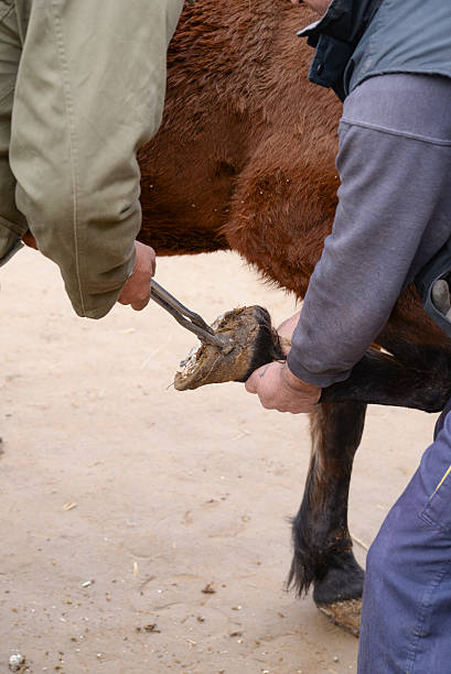 istock Horce hoof repair 519785100