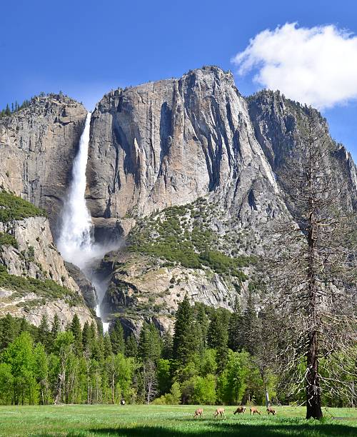 istock Yosemite Falls in Yosemite Valley, National Park 519785390