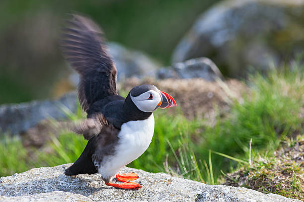 istock Puffin bird on a rock that raises its wings 519785852