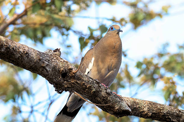 Pigeon on a tree branch in Costa Rica. stock photo
